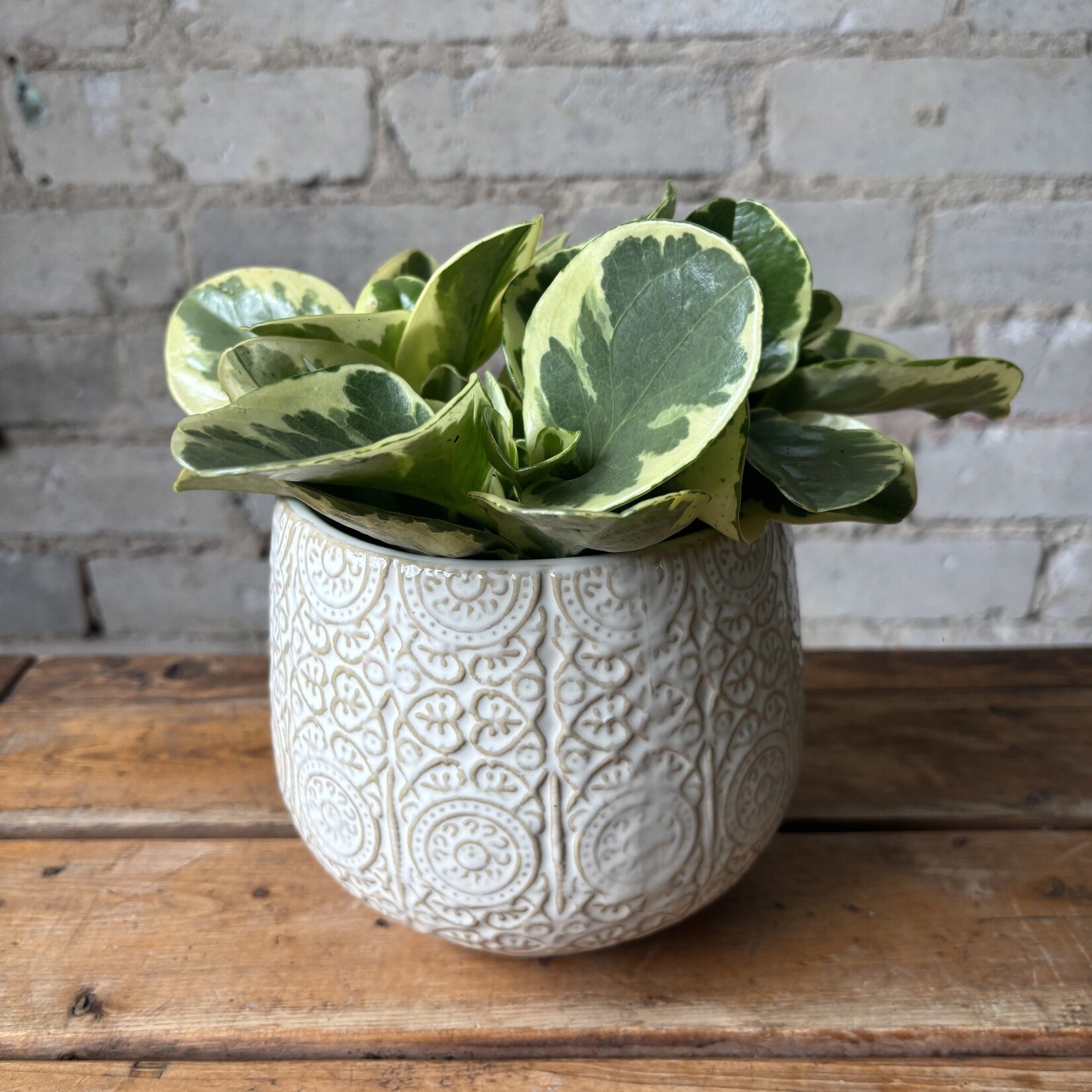 Peperomia Obtusifolia Variegated 5"