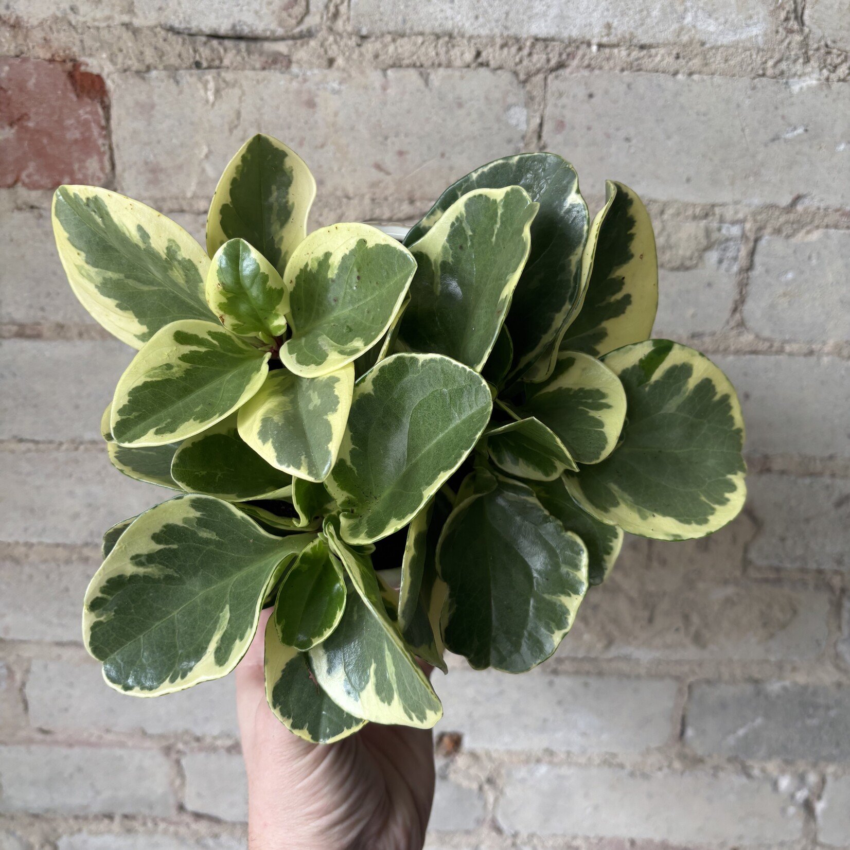 Peperomia Obtusifolia Variegated 5"