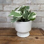 Pasadena Pot (Fits 4")