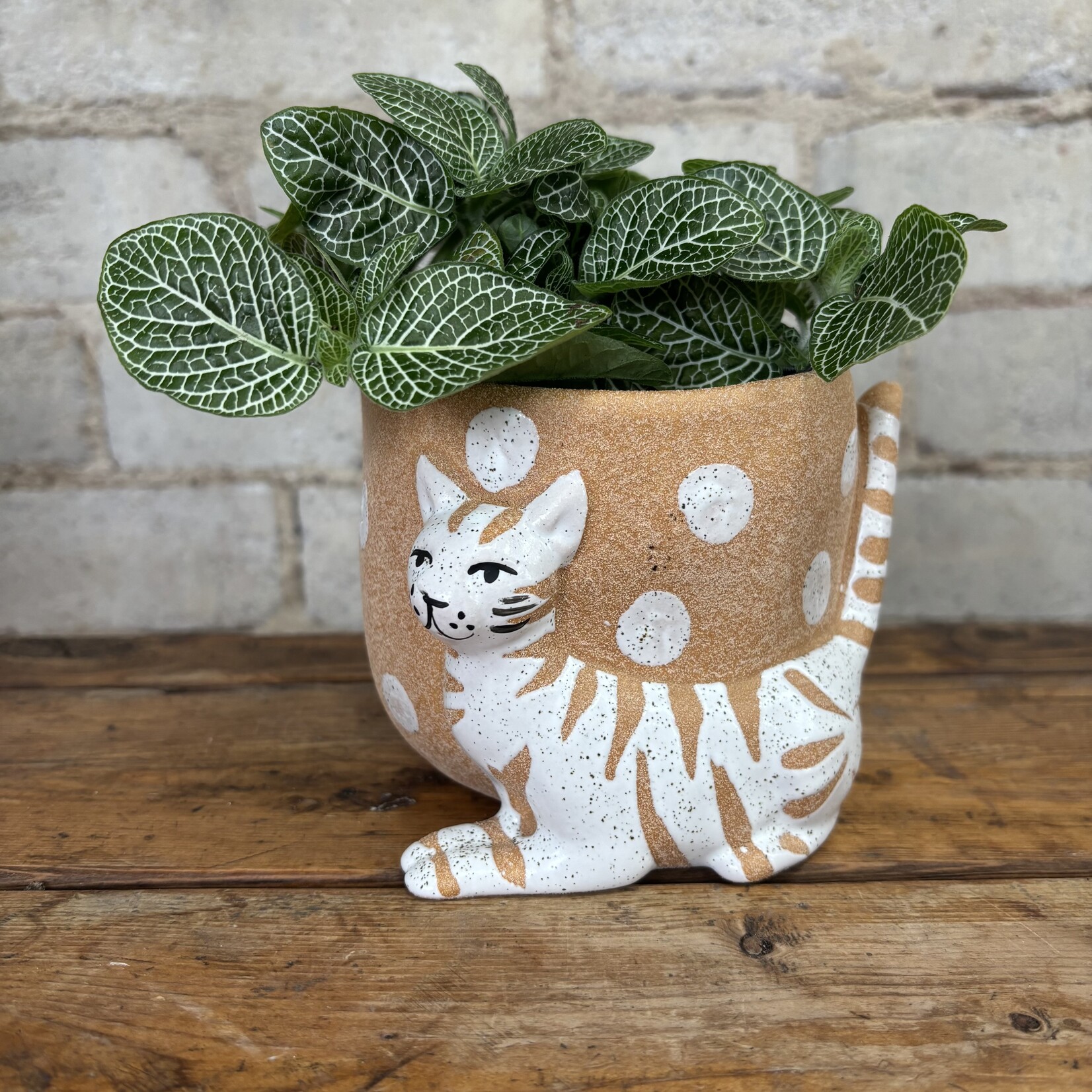 Pampered Cat Pot (Fits 3.5")