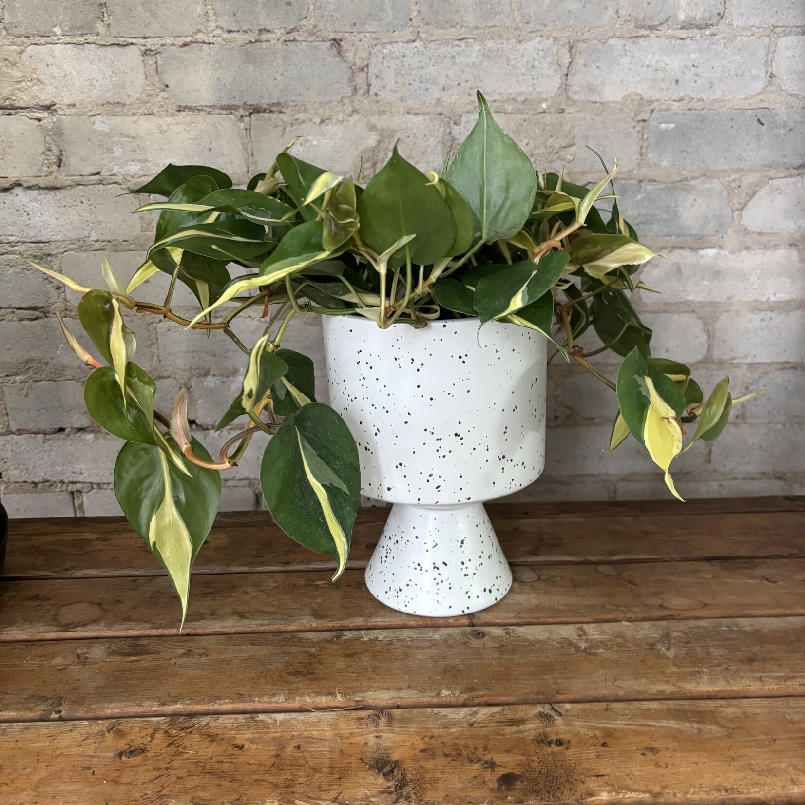 Philodendron Silver Stripe 6"