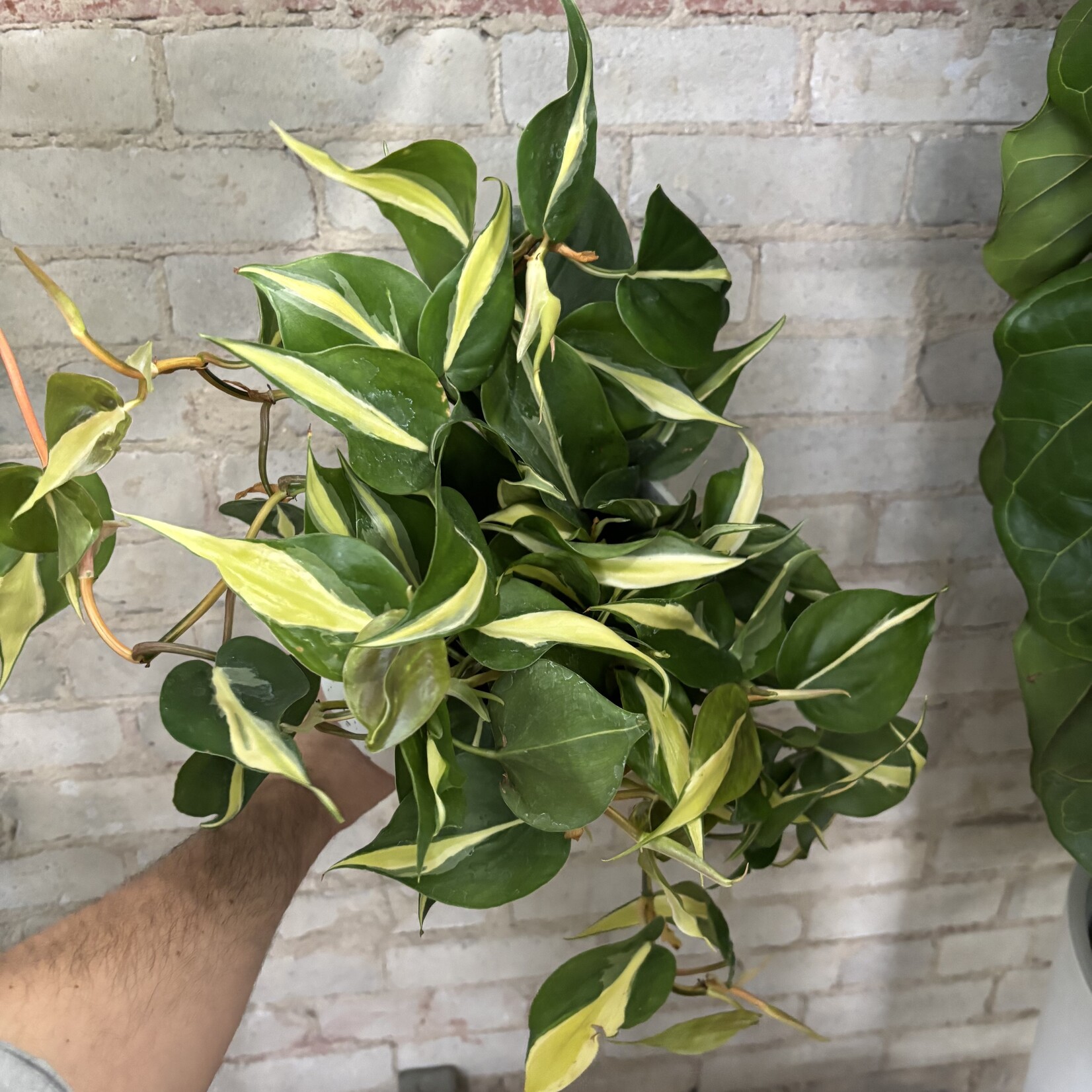 Philodendron Silver Stripe 6"