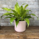 Dracaena Limelight 6"