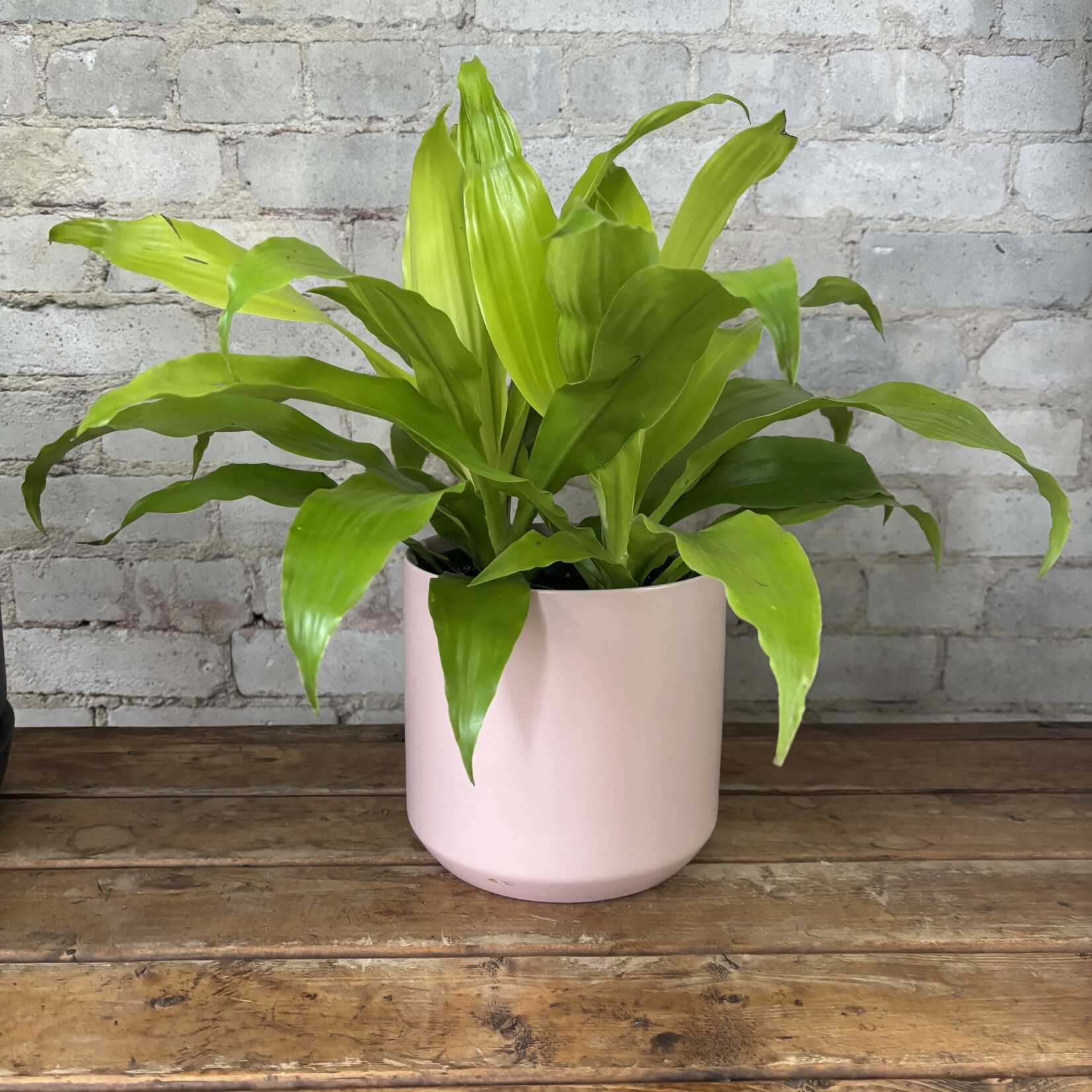 Dracaena Limelight 6"