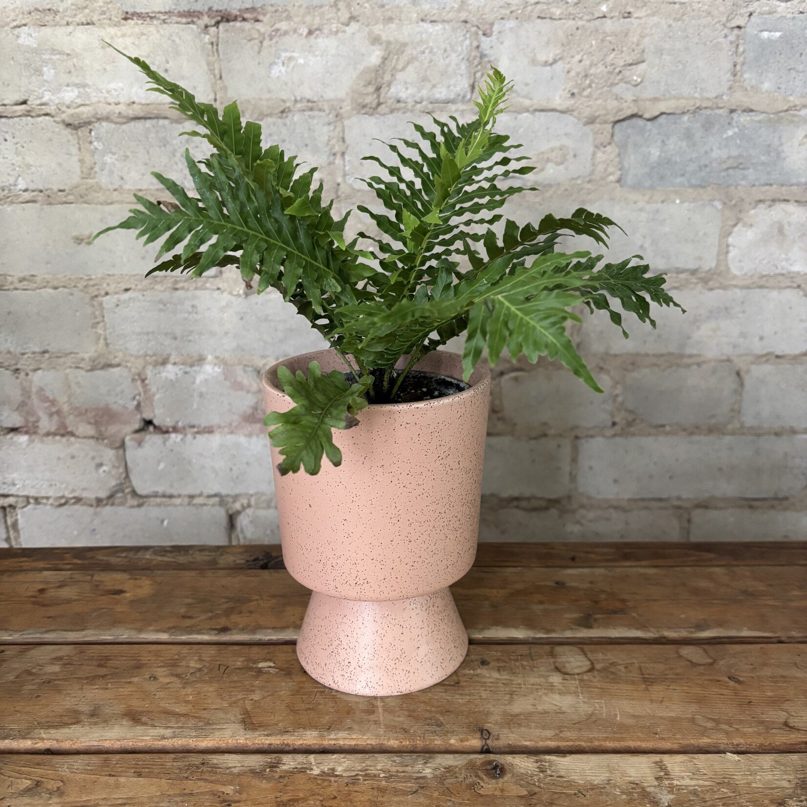 Silver Lady Tree Fern 4"