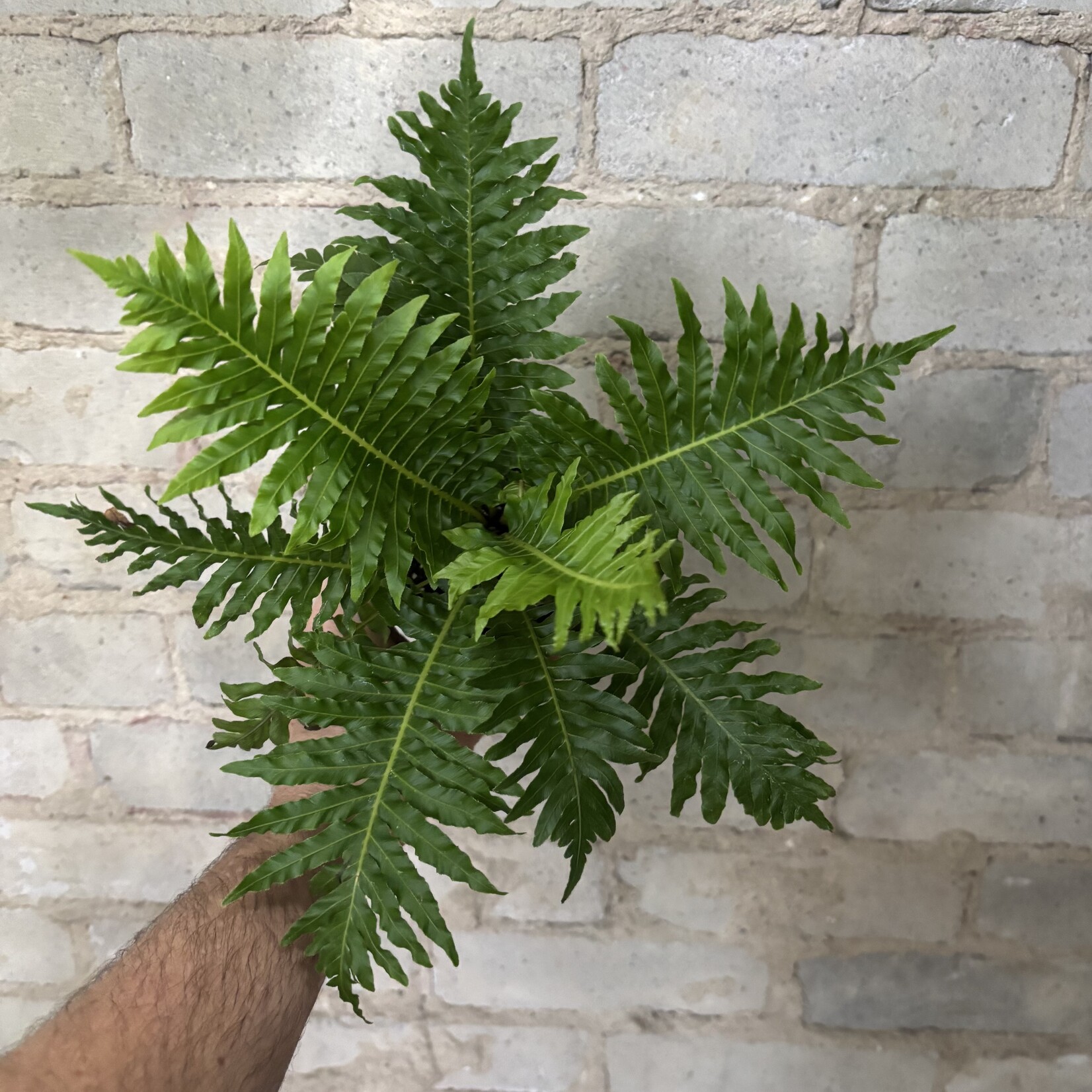 Silver Lady Tree Fern 4"