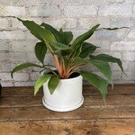 Mandarin Spider Plant 6"
