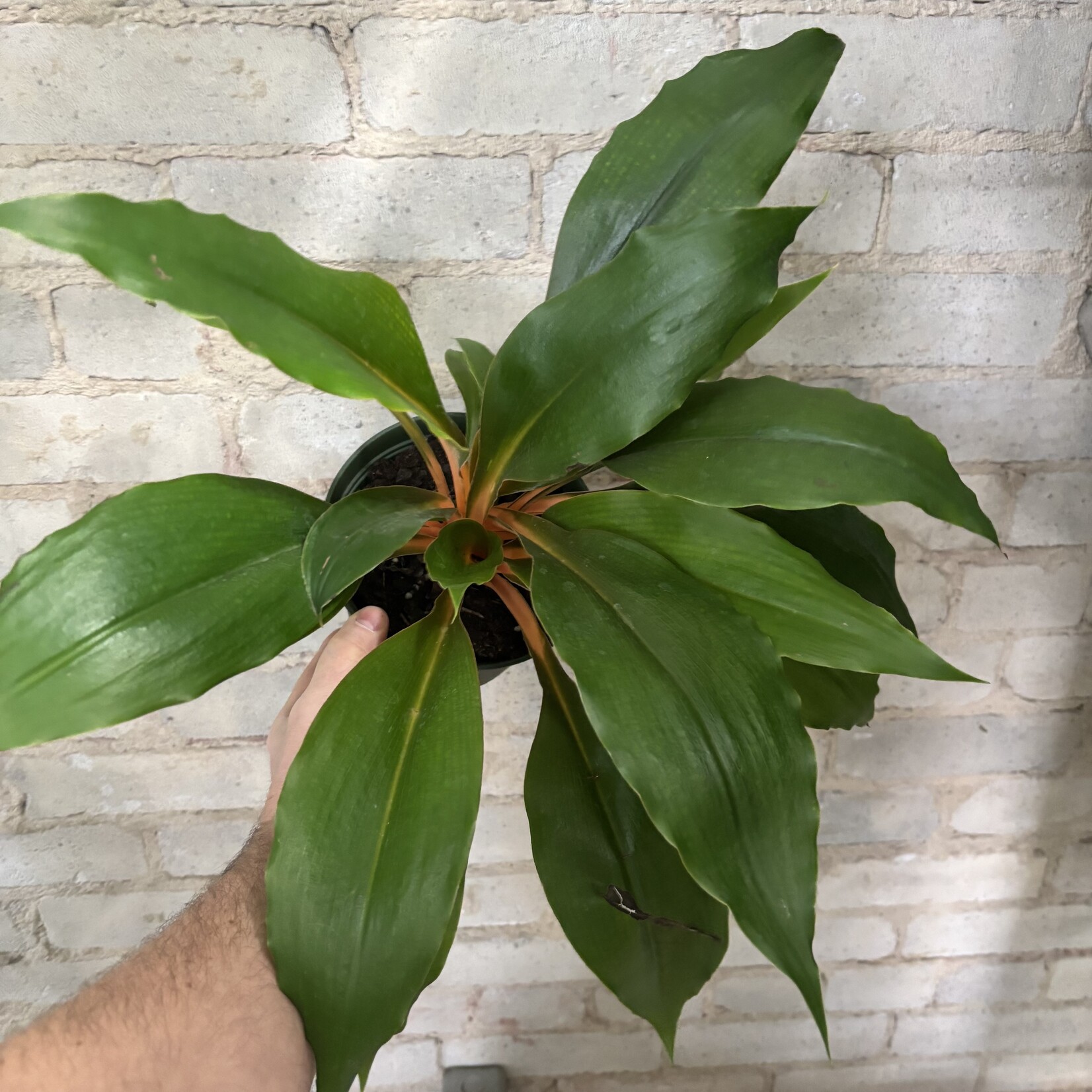 Mandarin Spider Plant 6"
