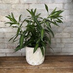Dracaena Song of Jamaica 6"