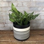 Aglaonema Emerald Beauty 6"