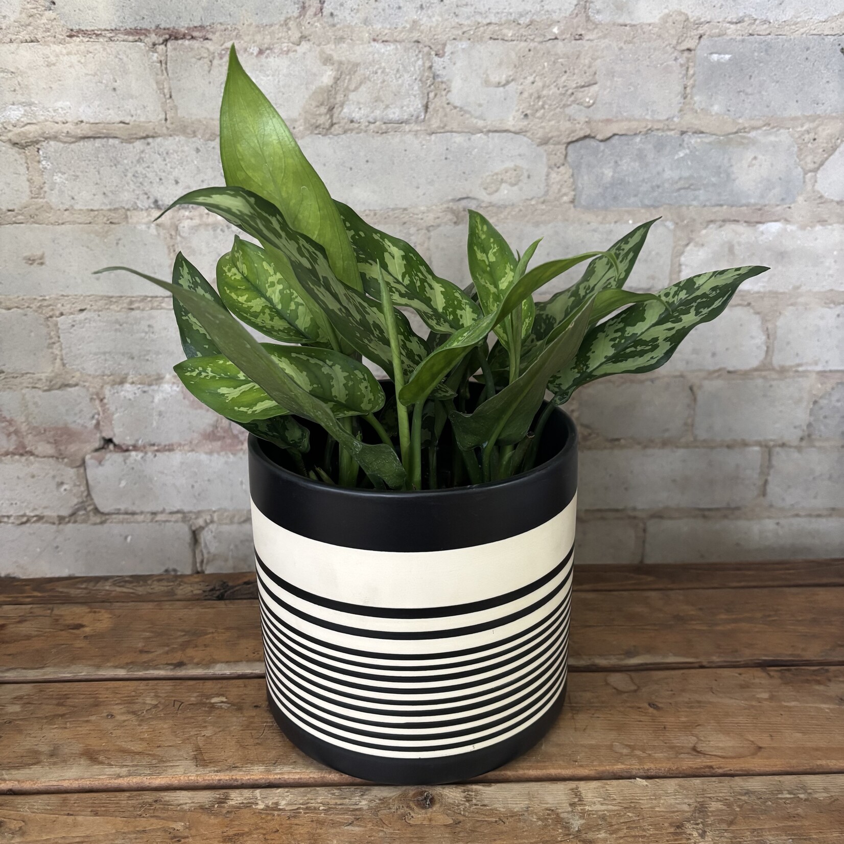Aglaonema Emerald Beauty 6"