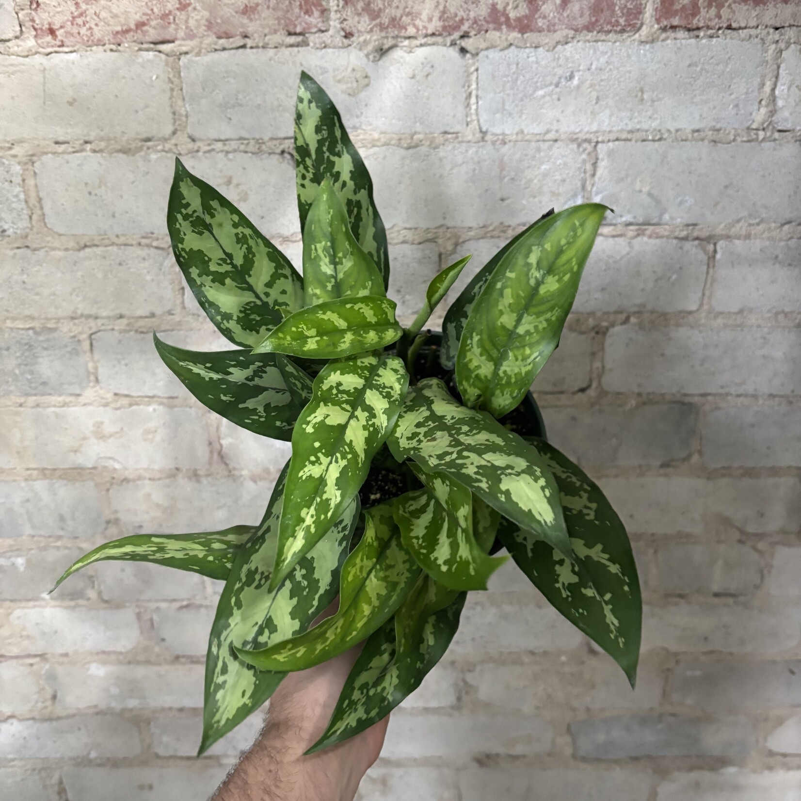 Aglaonema Emerald Beauty 6"