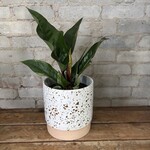 Anthurium Hookeri Variegated 6"