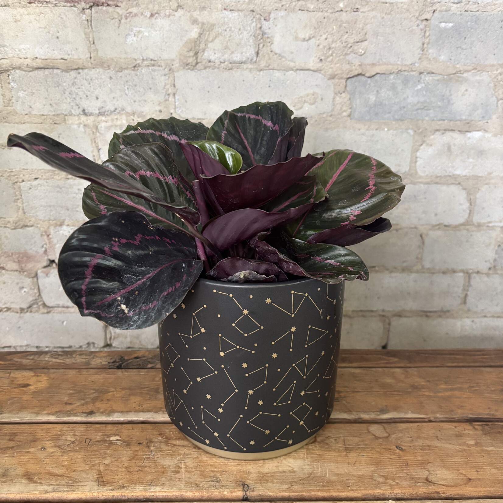 Calathea Dottie 6"