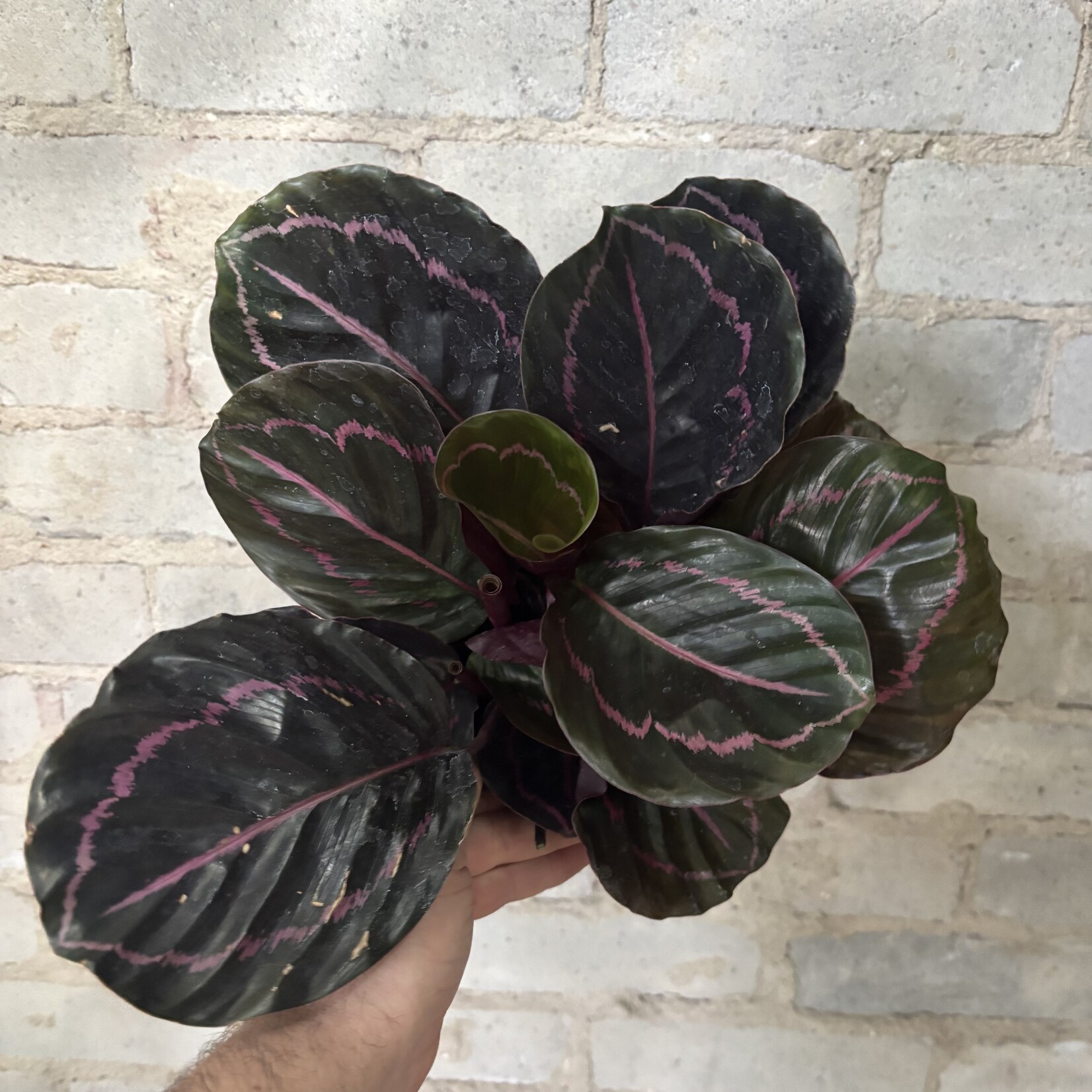 Calathea Dottie 6"