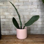 Sansevieria Whalefin 6"