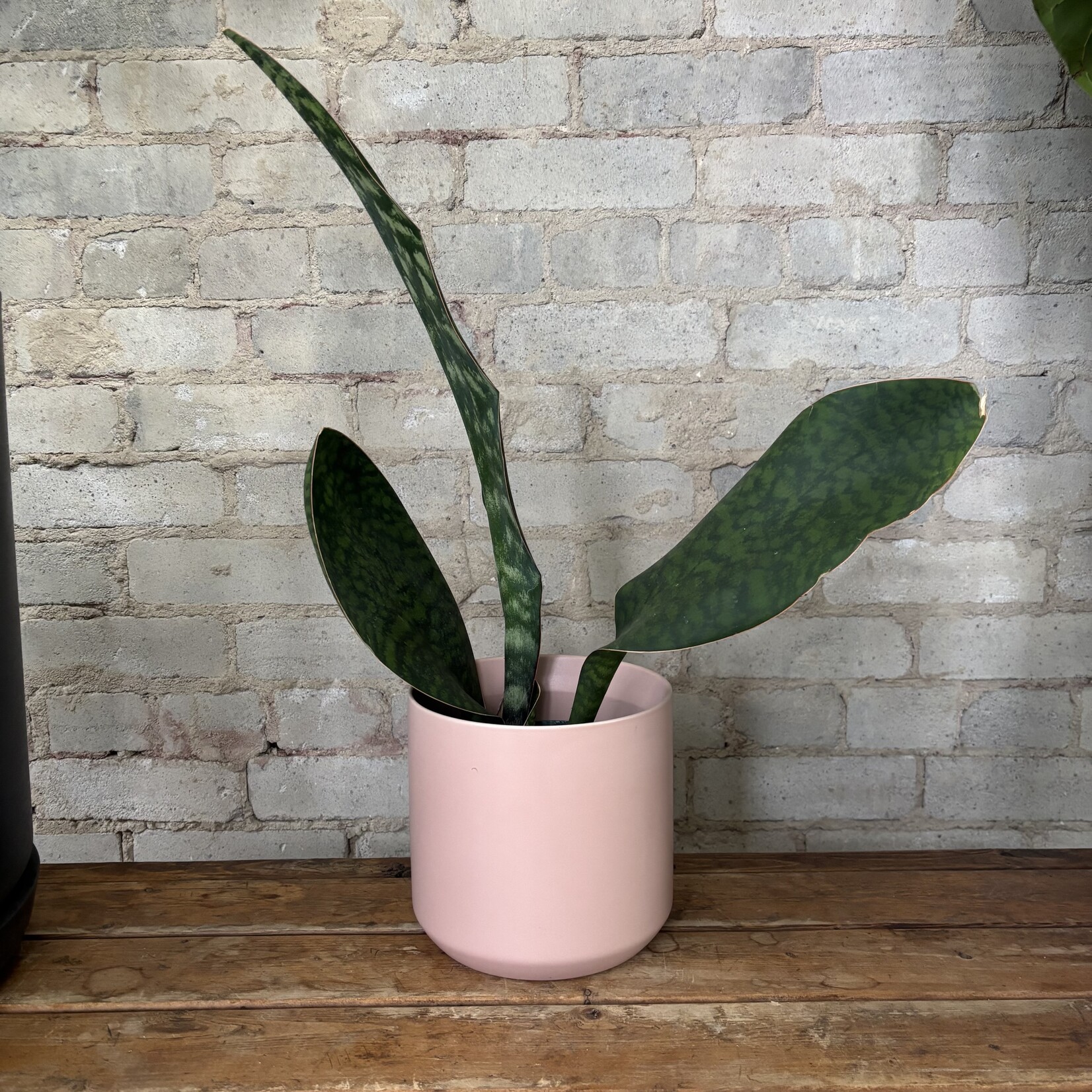 Sansevieria Whalefin 6"