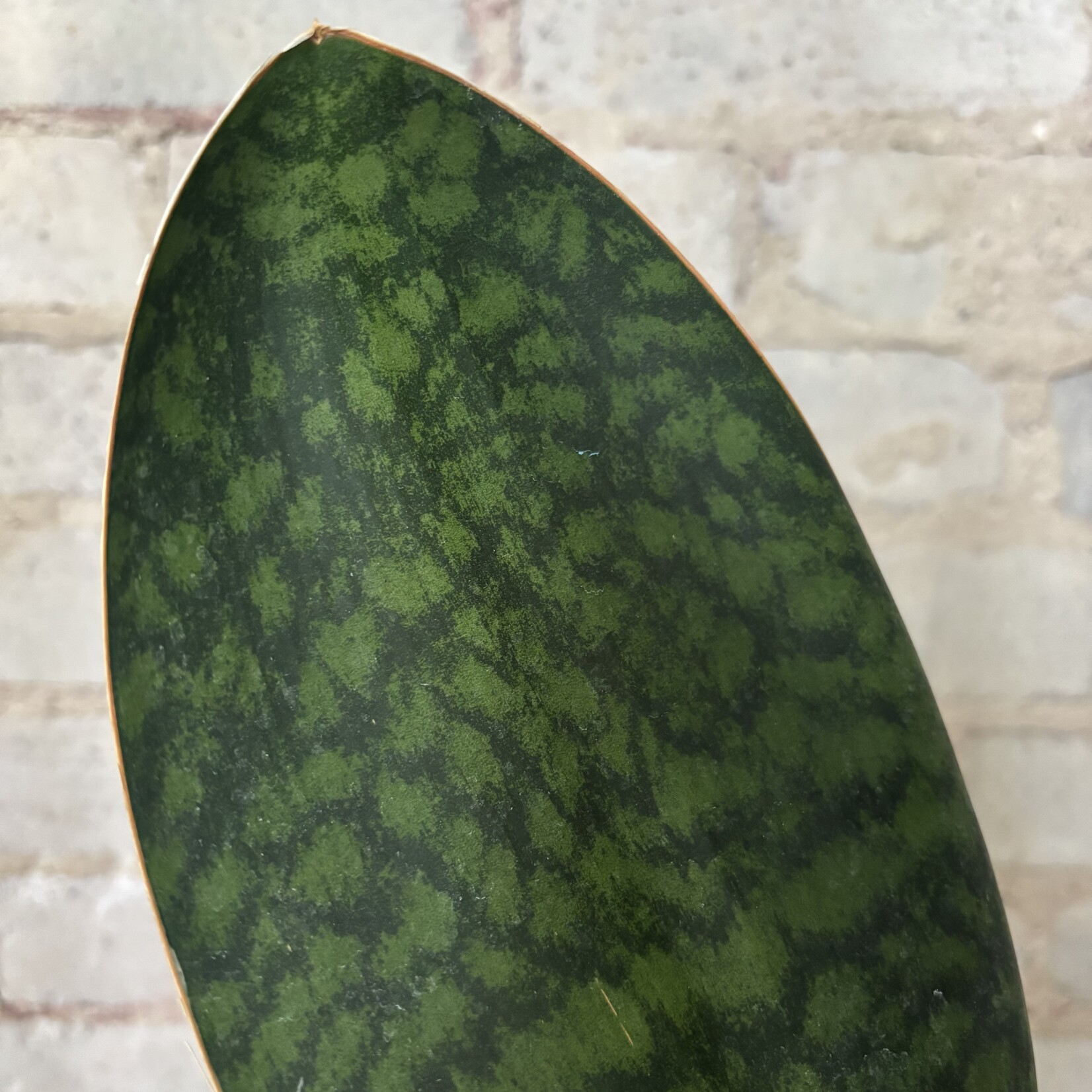 Sansevieria Whalefin 6"