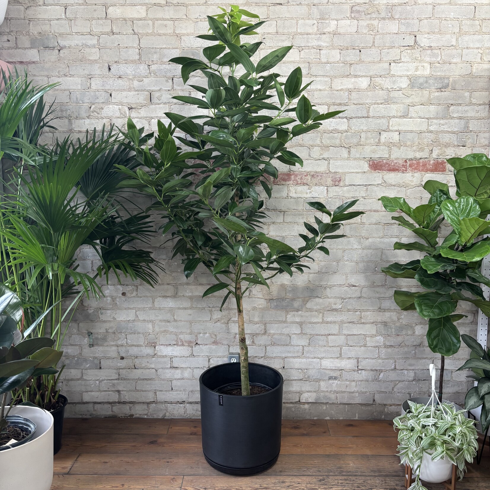 Cinnamon Tree 14"