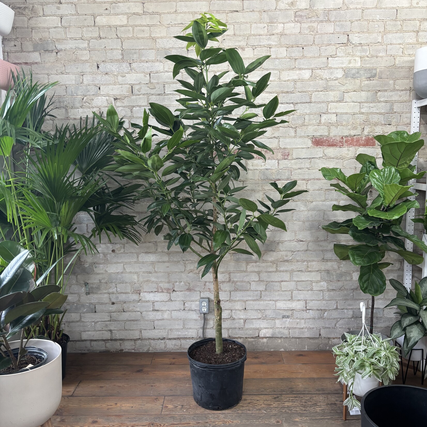 Cinnamon Tree 14"