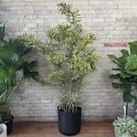 Dracaena Song of India 14"