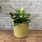 Dieffenbachia Camille 10"