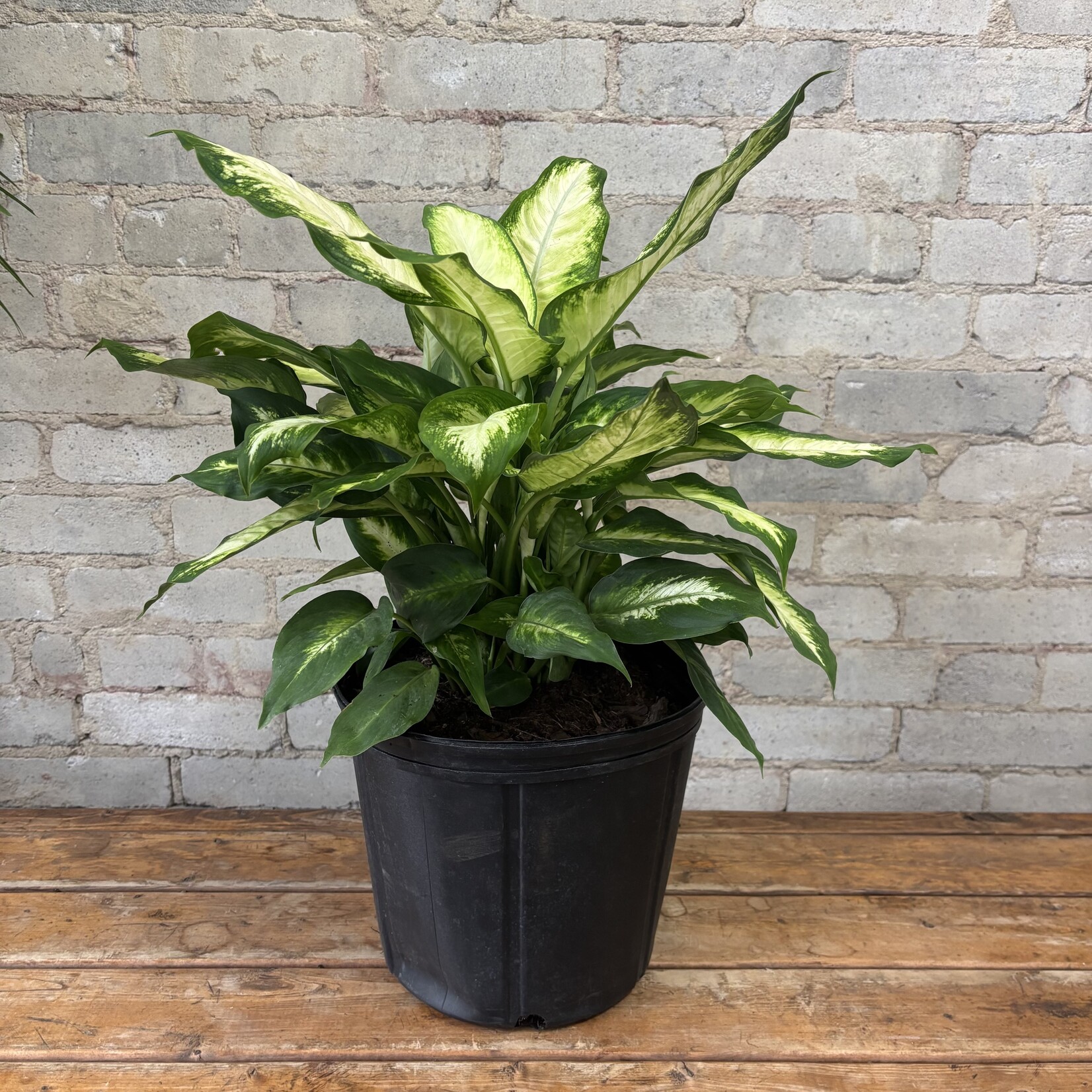 Dieffenbachia Camille 10"