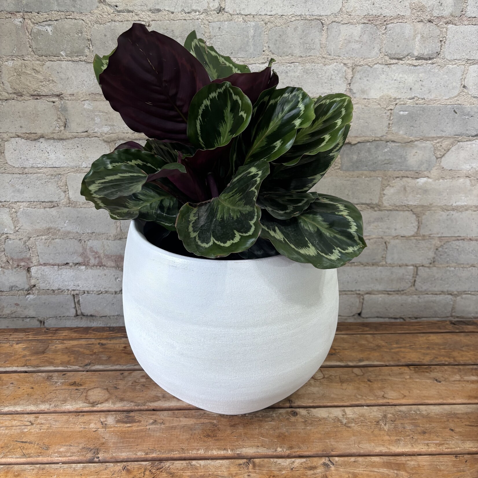Calathea Medallion 10"