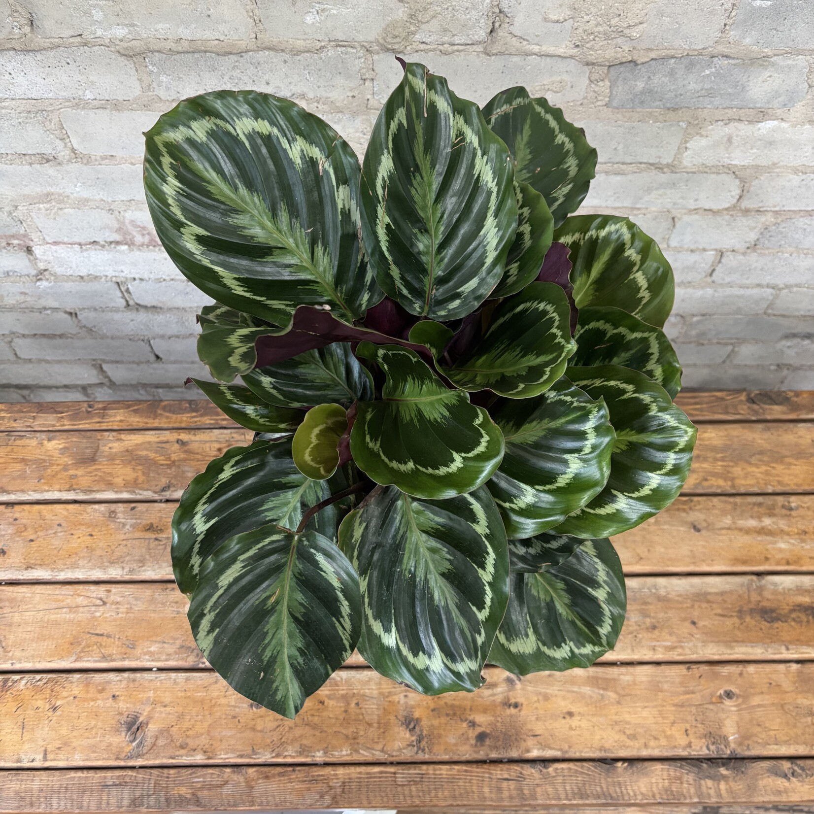 Calathea Medallion 10"