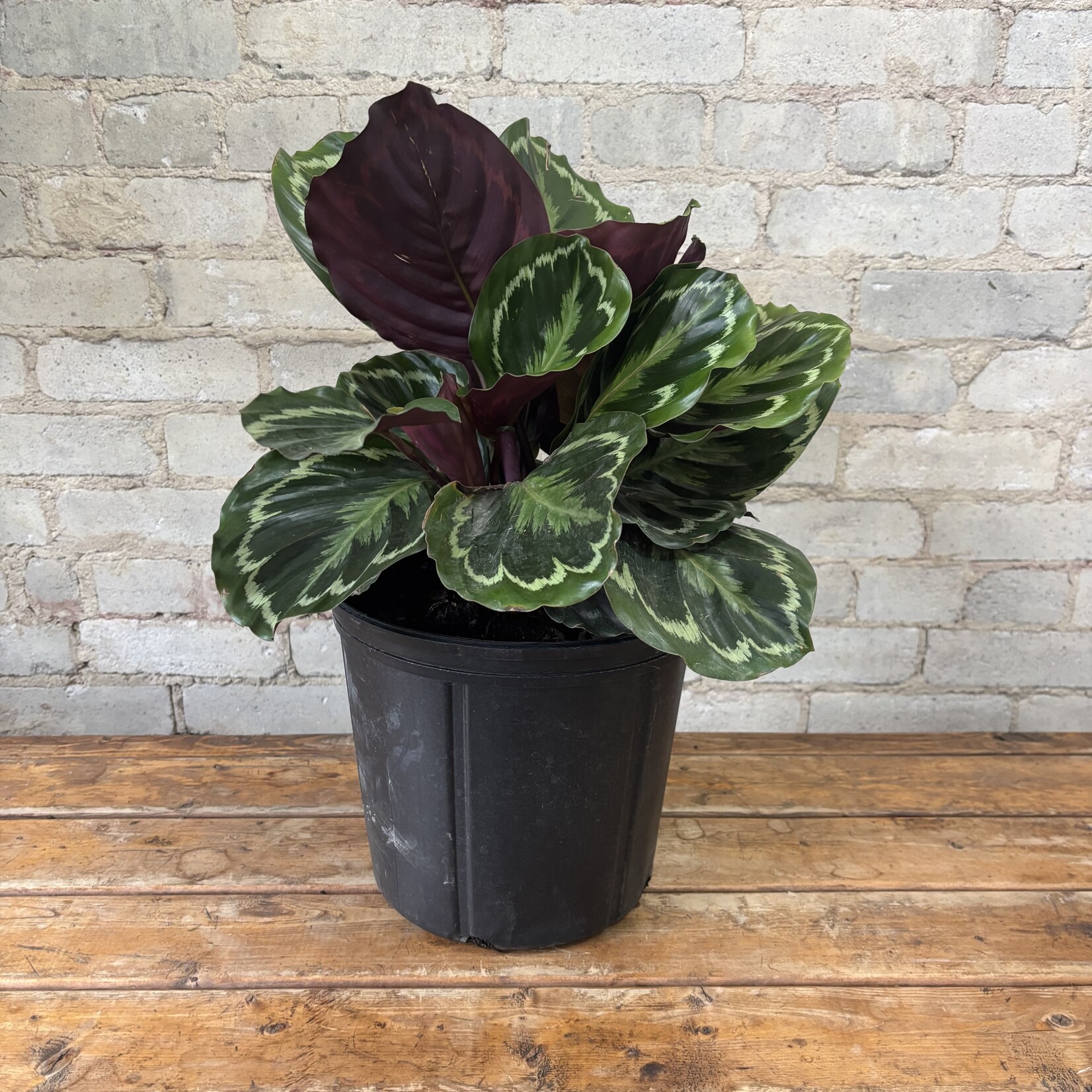 Calathea Medallion 10"