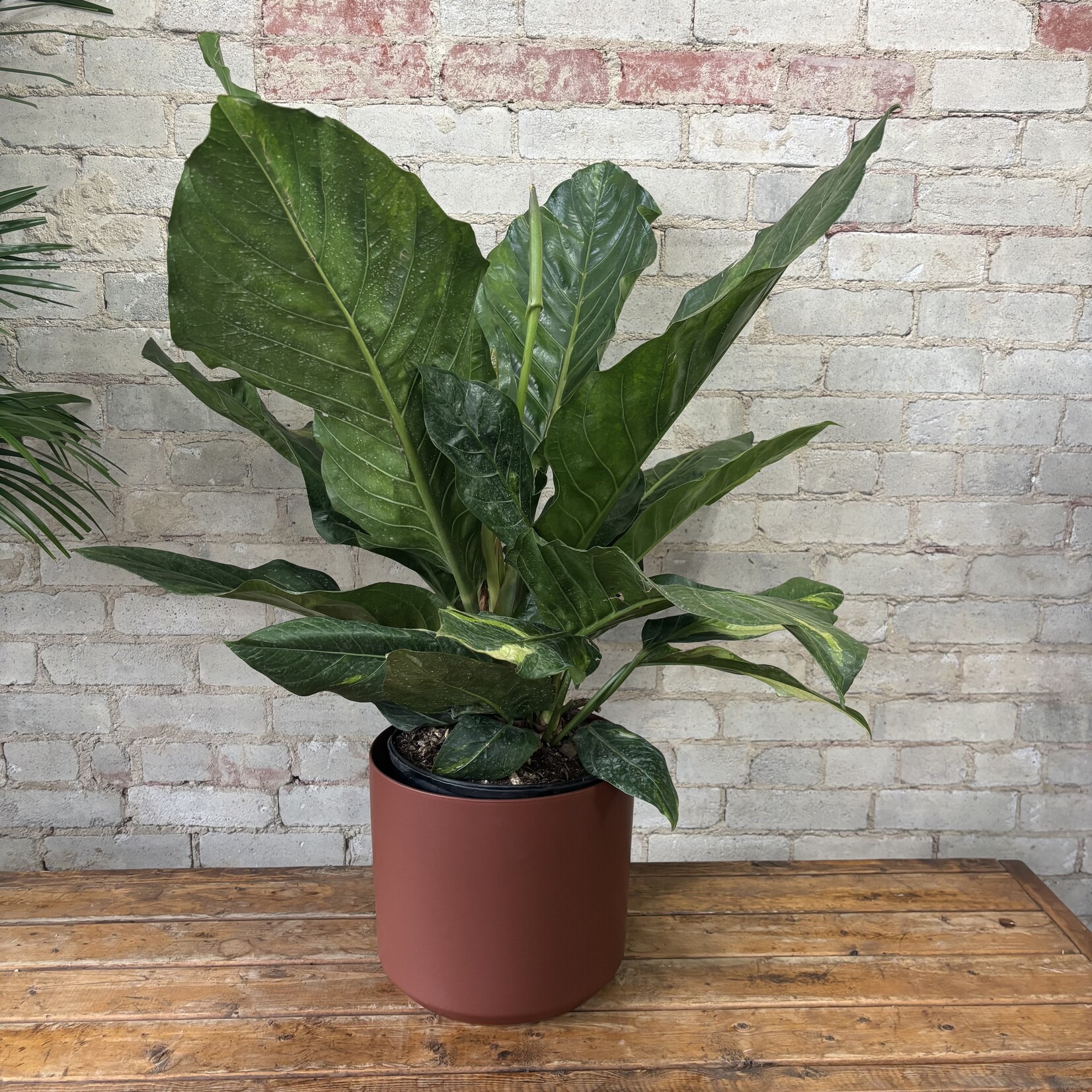 Anthurium Hookeri Variegated 10"