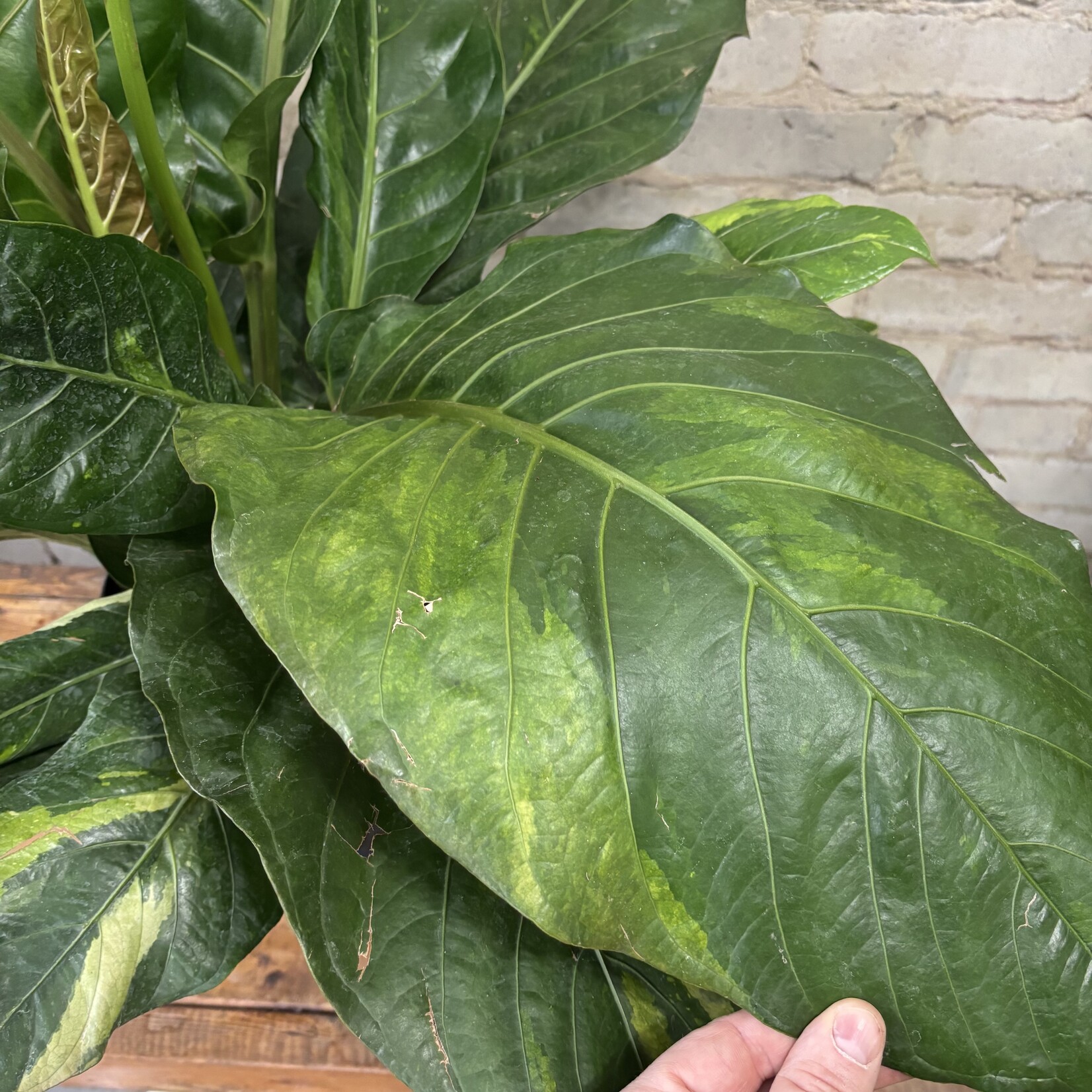 Anthurium Hookeri Variegated 10"