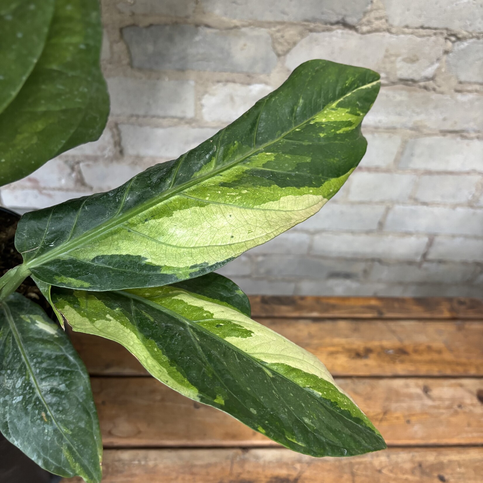 Anthurium Hookeri Variegated 10"