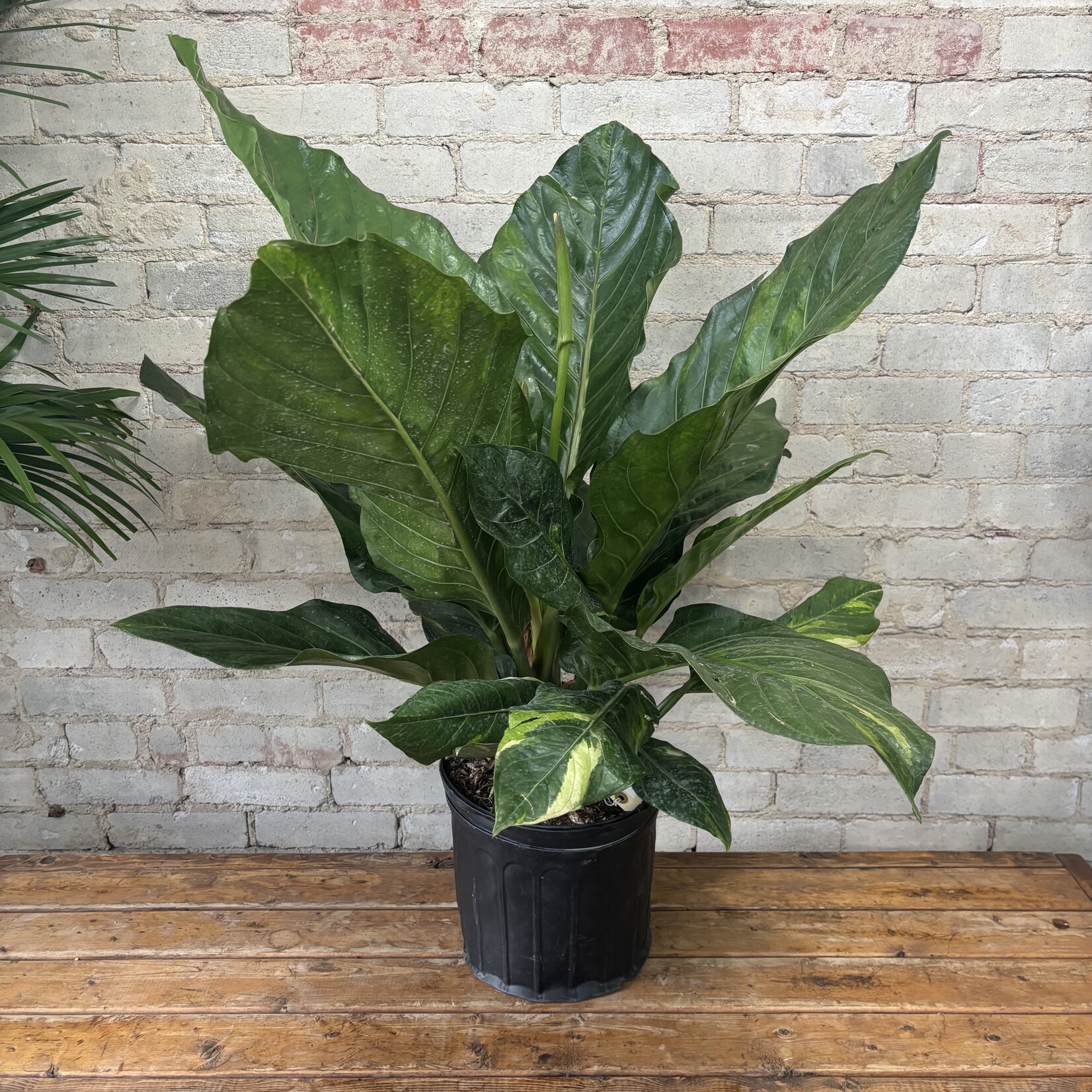 Anthurium Hookeri Variegated 10"