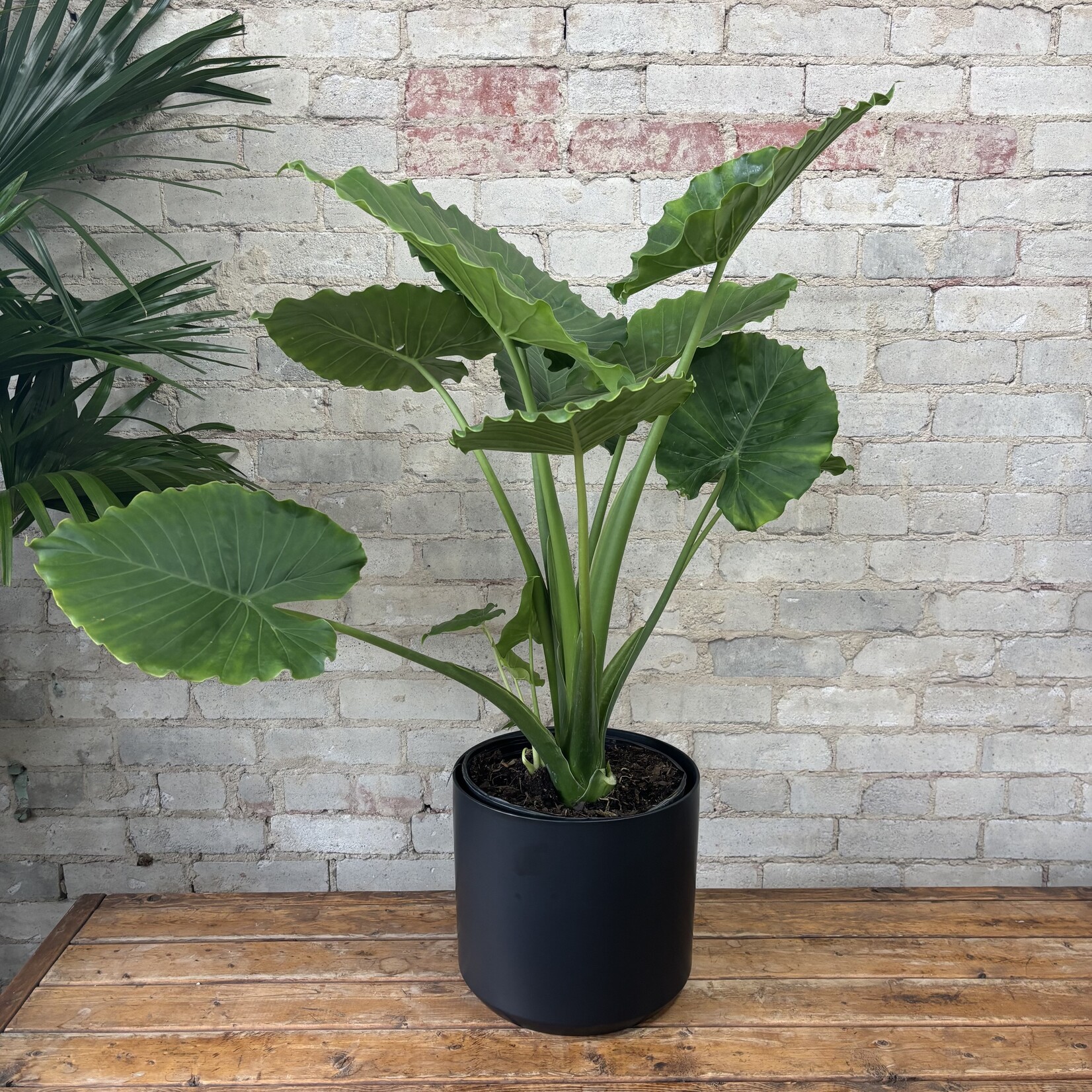 Alocasia Calidora 10"