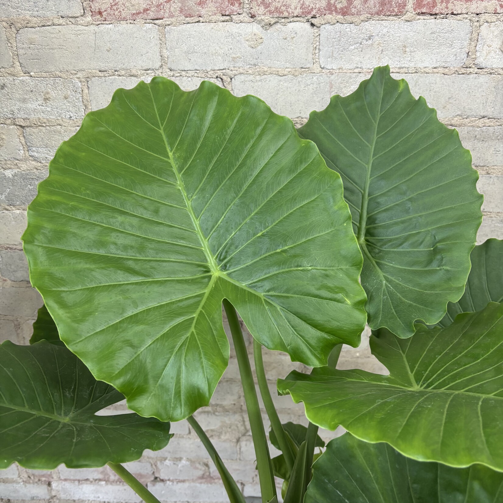 Alocasia Calidora 10"