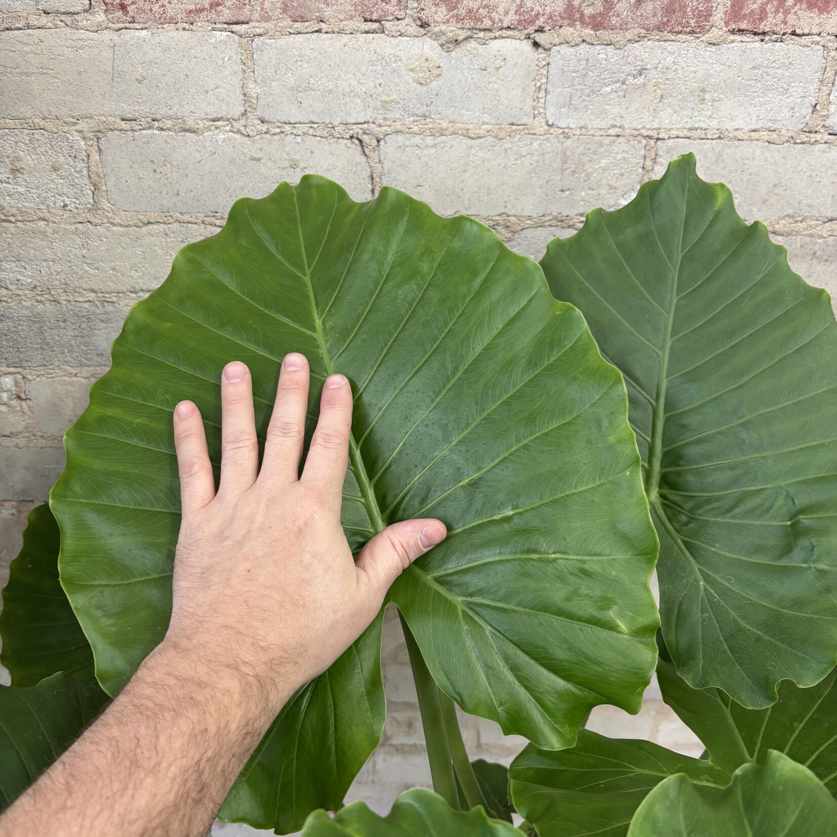 Alocasia Calidora 10"