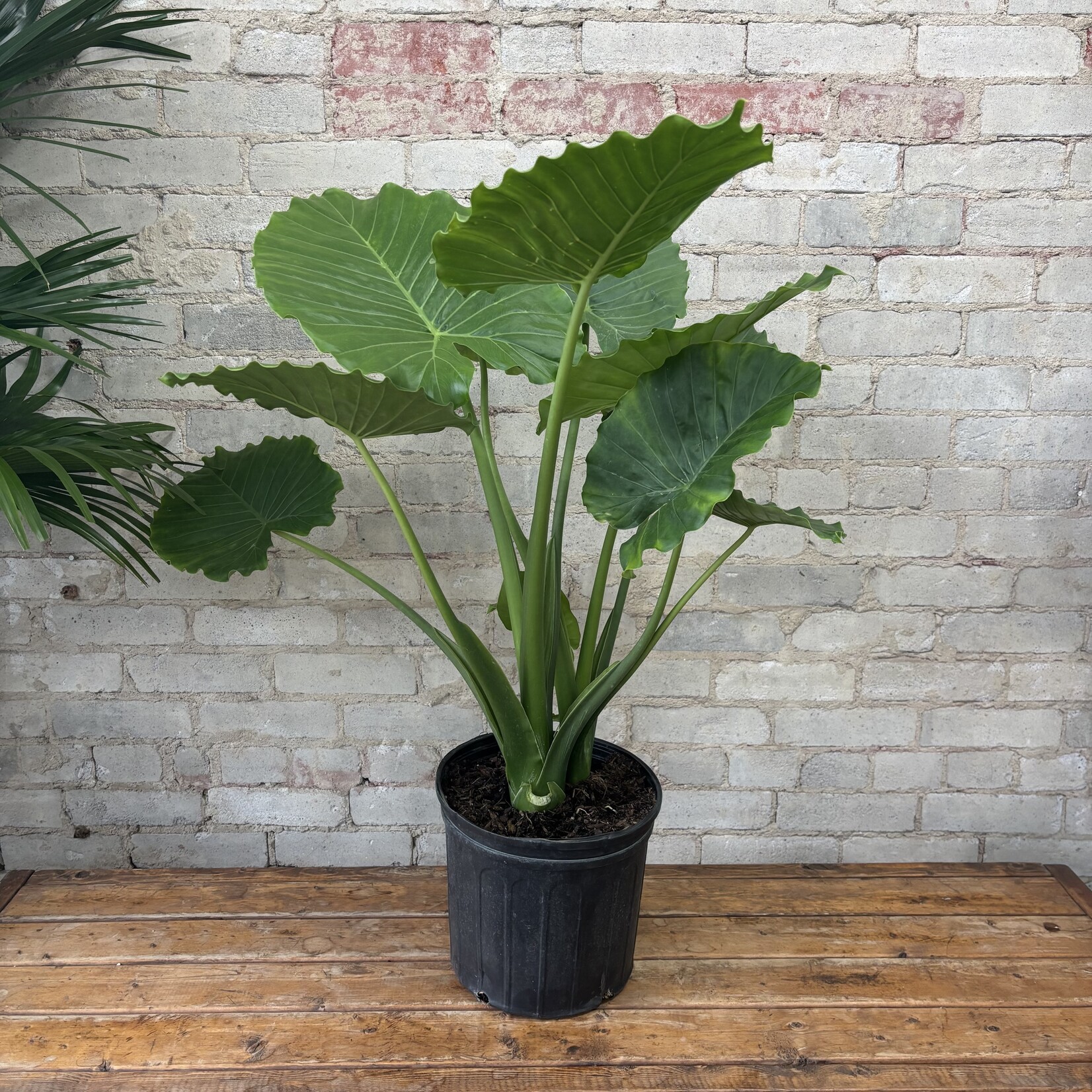 Alocasia Calidora 10"