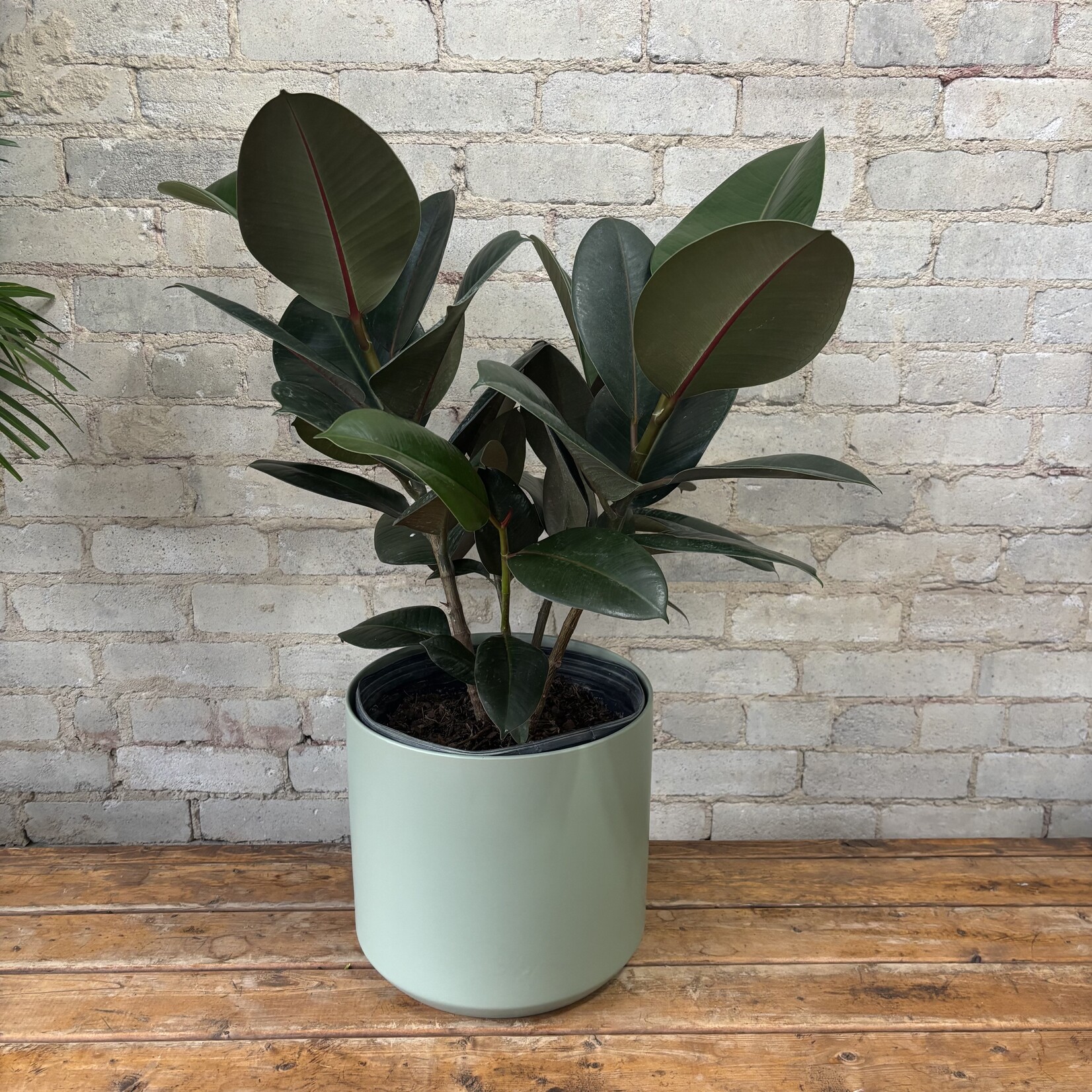 Ficus Elastica Robusta 10"