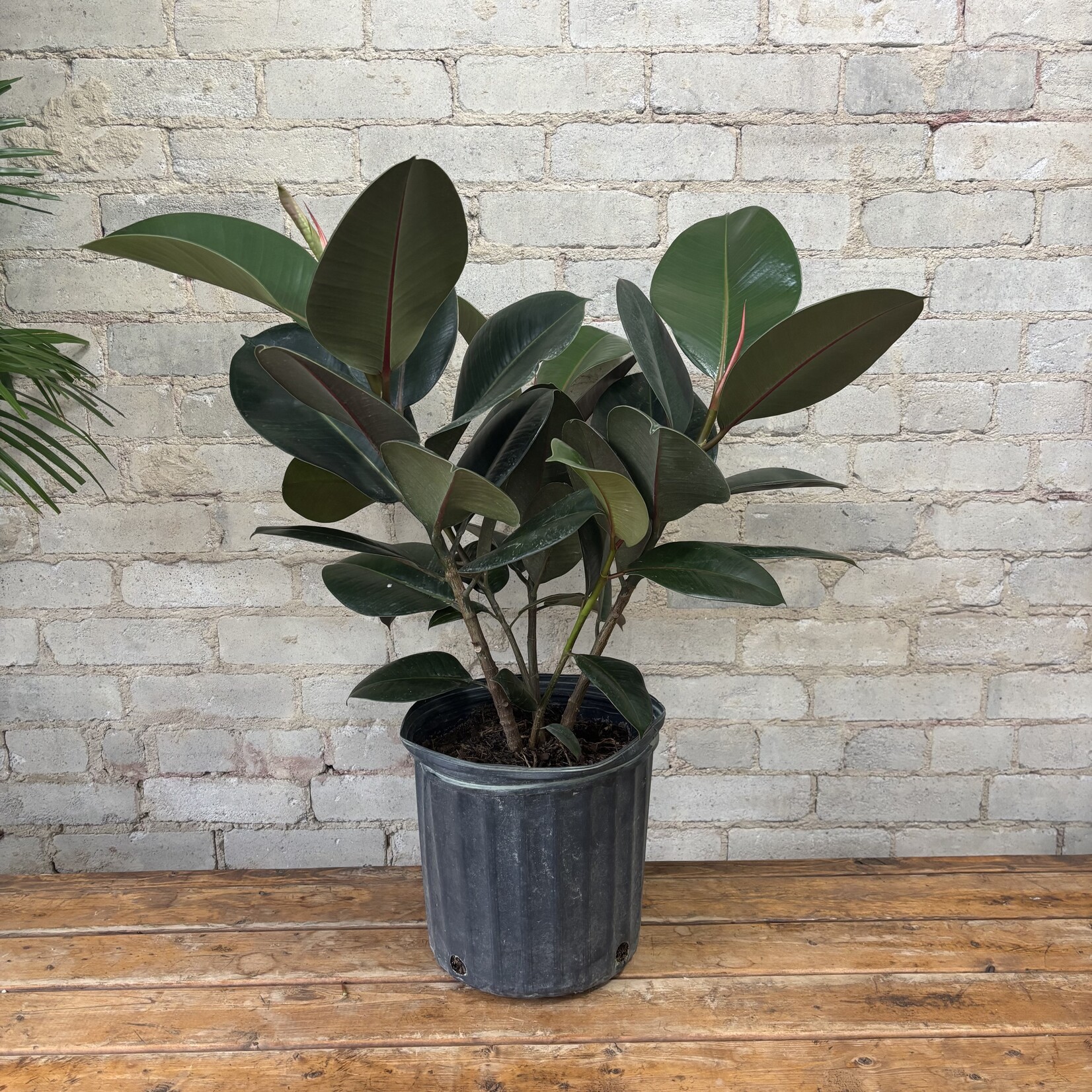 Ficus Elastica Robusta 10"