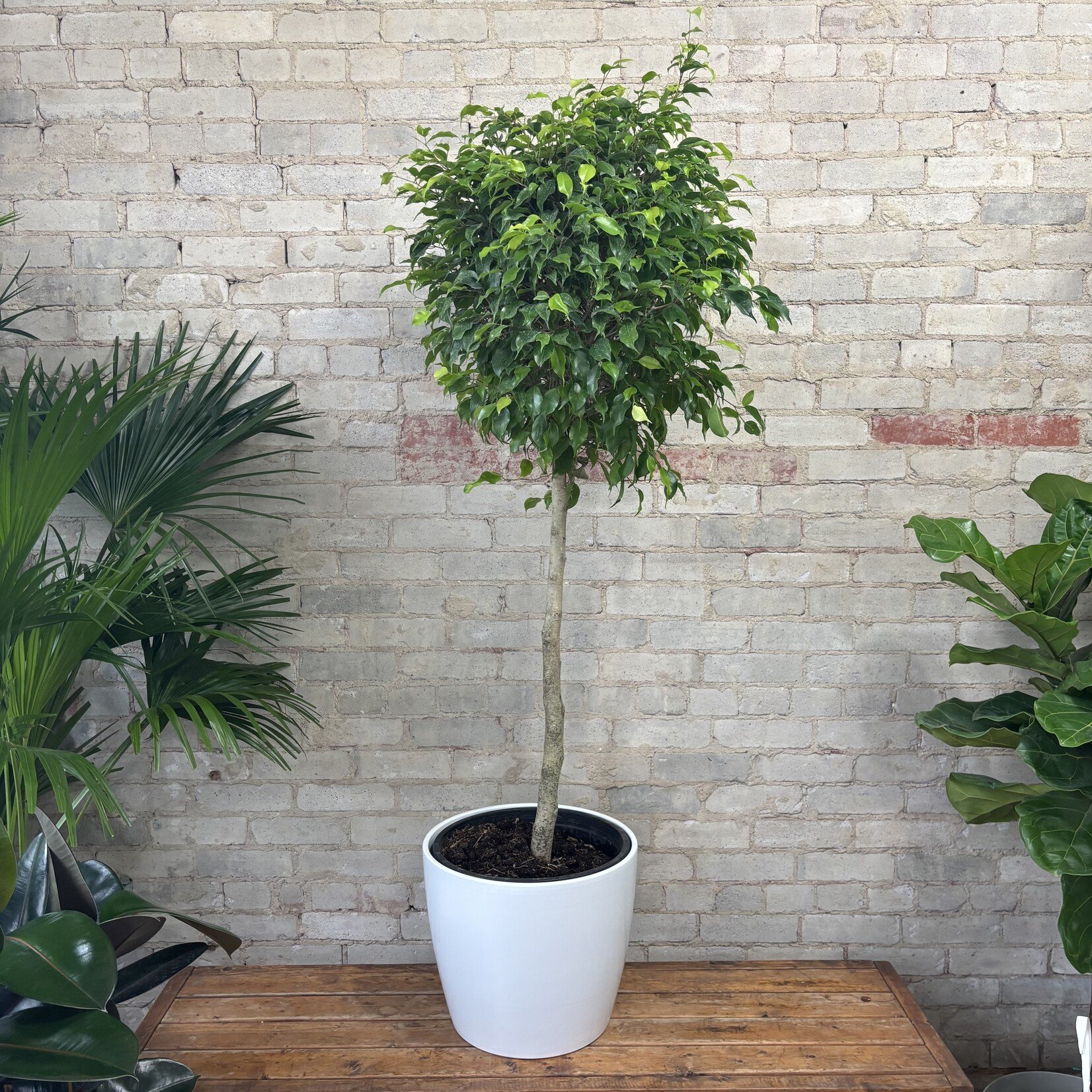 Ficus Benjamina Standard 14"