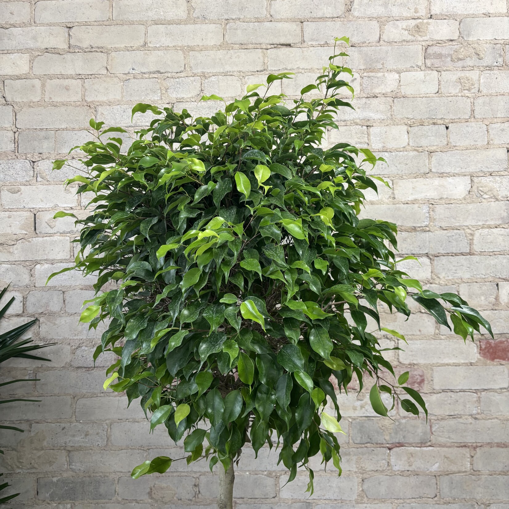 Ficus Benjamina Standard 14"