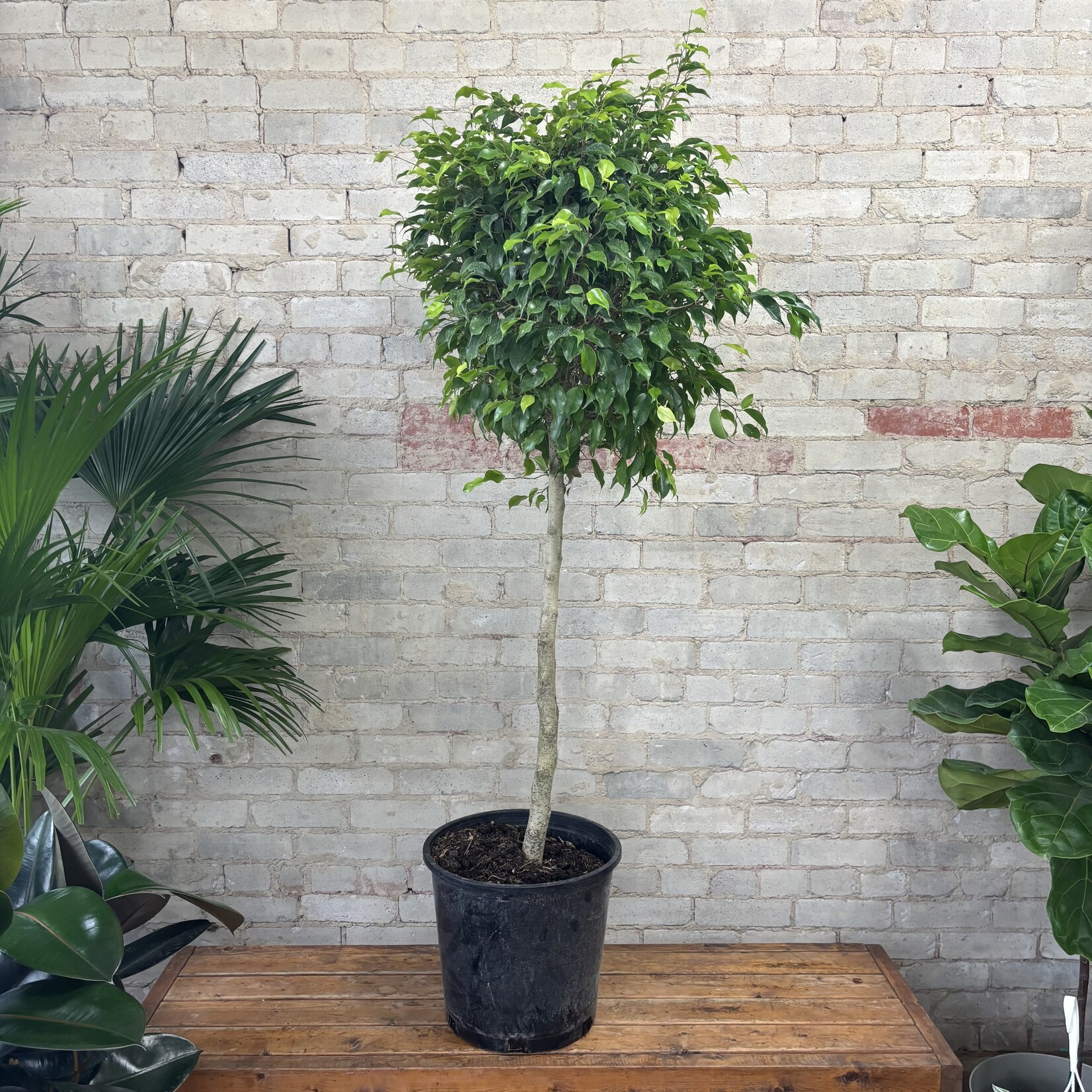 Ficus Benjamina Standard 14"