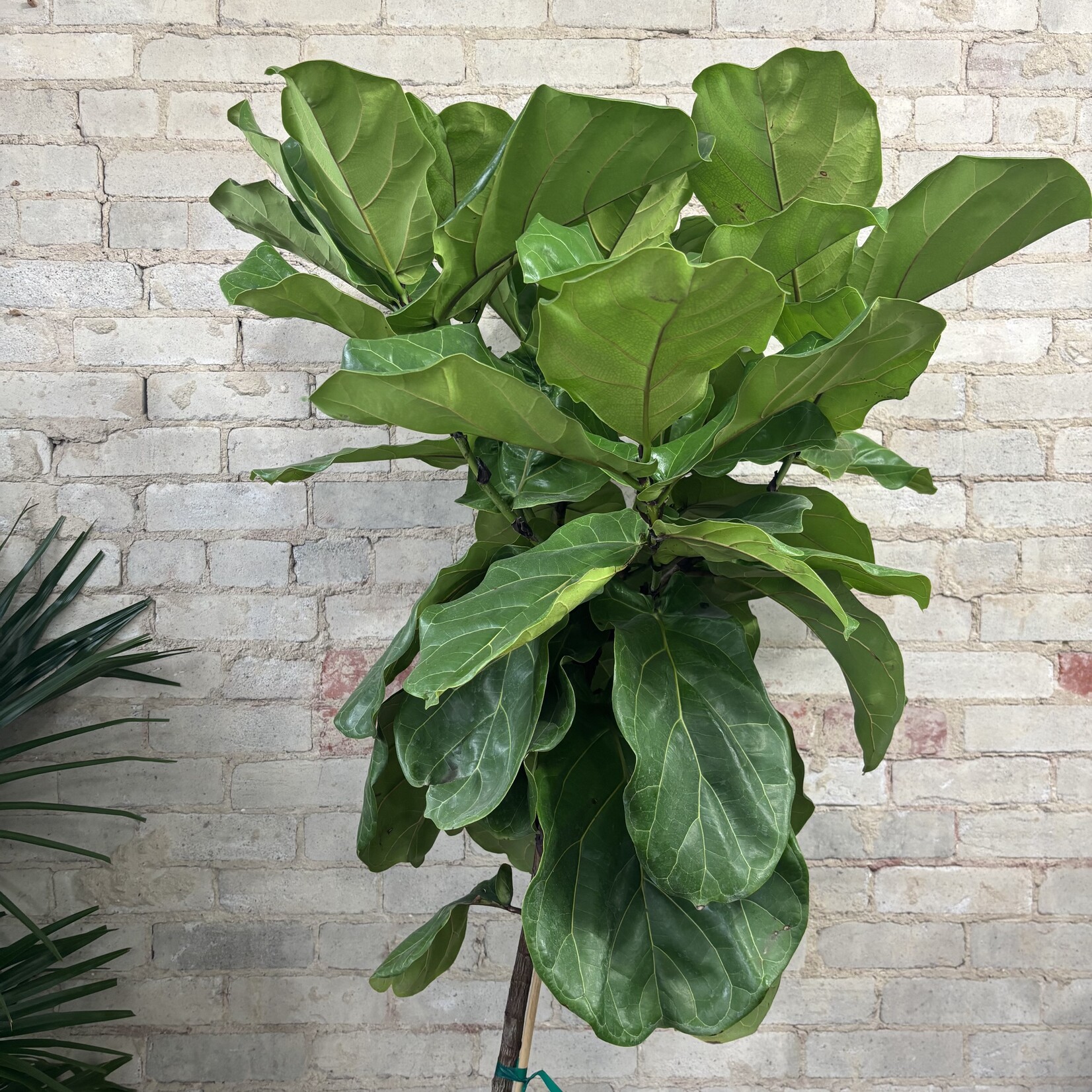 Ficus Lyrata Standard 14"
