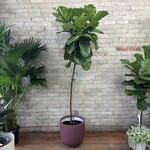 Ficus Lyrata Standard 14"