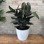 Ficus Elastica Burgundy 14"