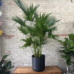 Chinese Fan Palm 12"
