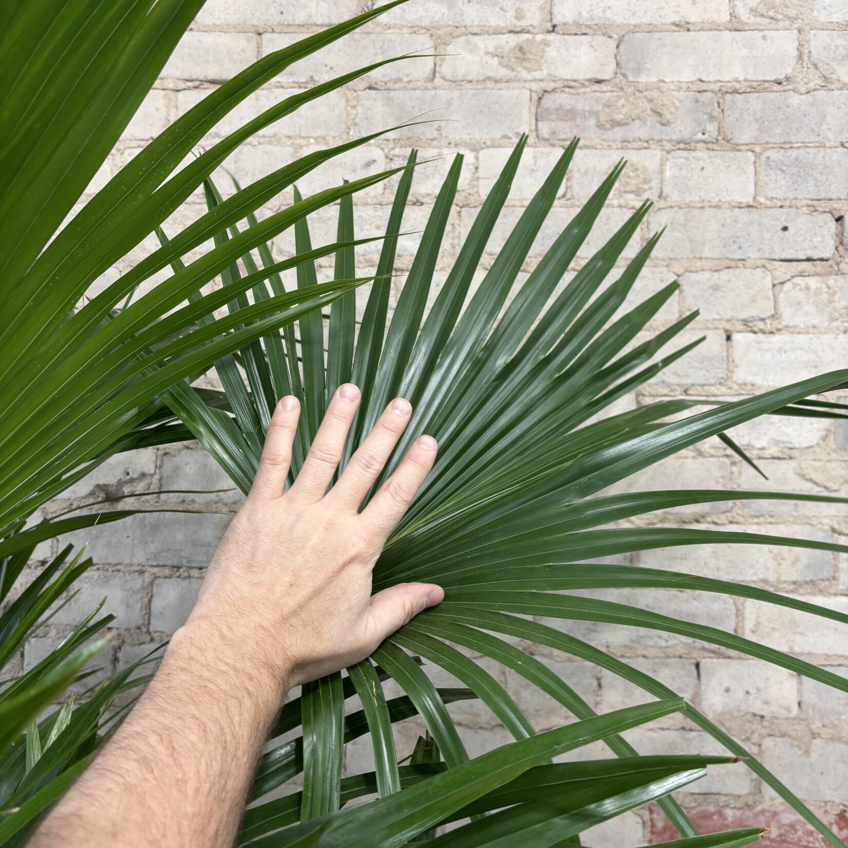 Chinese Fan Palm 12"