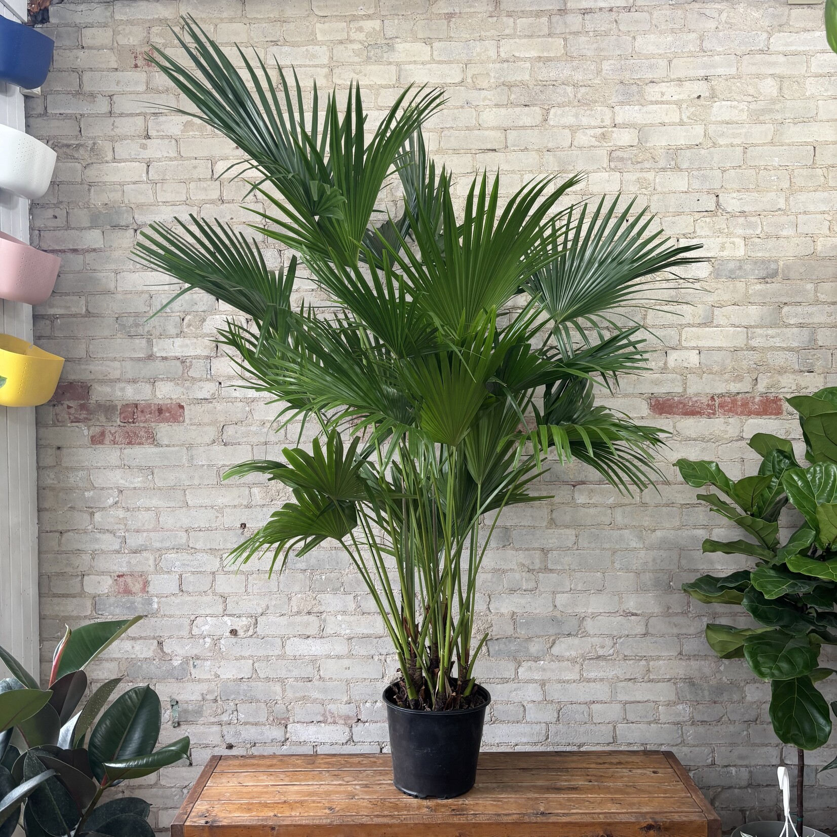 Chinese Fan Palm 12"