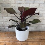 Philodendron Congo Rojo 8"